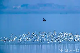 湿地芦苇、莲叶不砍不摘也能“变”出钱？湖北这一国际重要湿地开展全方位碳汇调查图片