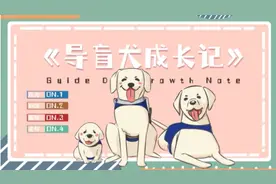 视频｜当一只导盲犬有多难？祖宗三代以上不能有任何攻击人行为图片