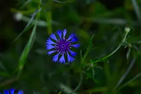 夏日夏Young｜①山东日照：邂逅蓝色矢车菊图片