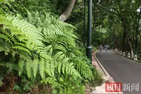 保护生态！龟山景区：蕨类植物你莫采图片