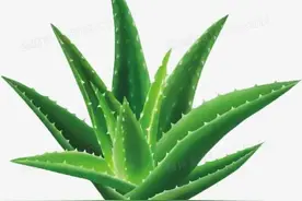 柴昕泽：神奇的芦荟图片