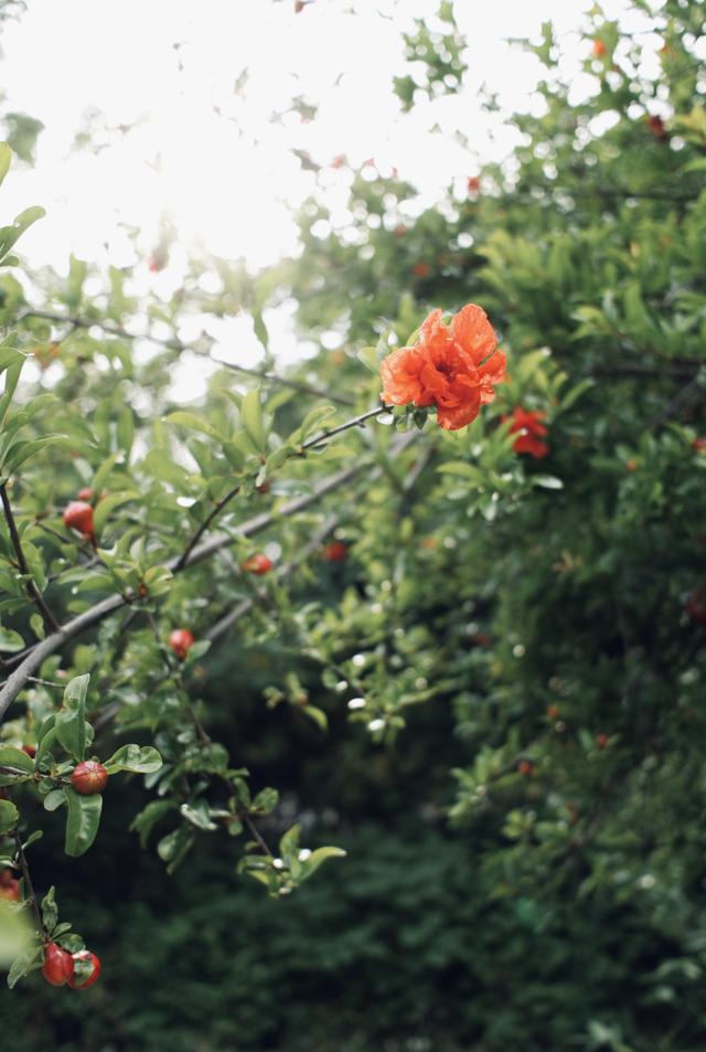 关于曲尽其详和曲尽其妙的意思（故宫花信｜榴花只为来时晚）