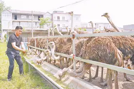 鸵鸟“驮起”村民致富梦图片