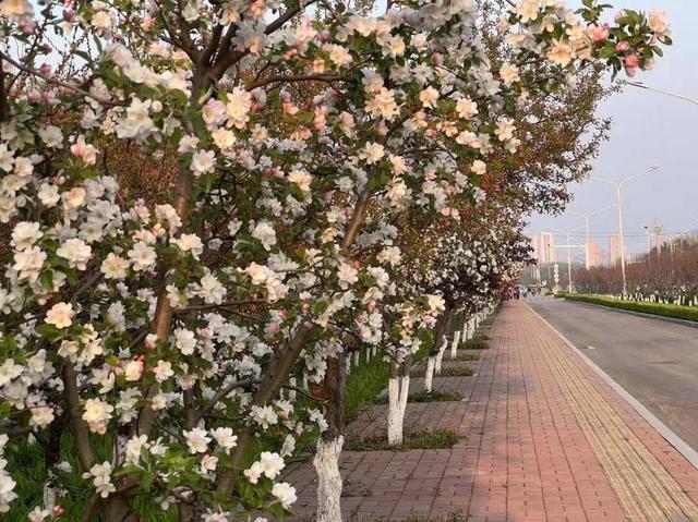 开启玫瑰之旅，邂逅浪漫时光赏花专线