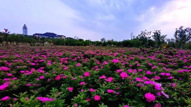 开启玫瑰之旅，邂逅浪漫时光赏花专线