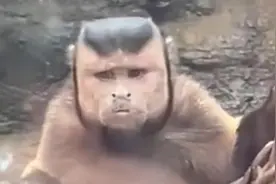 绍兴一动物园现“国字脸”猴，园方：叫黑帽悬猴，属濒危物种