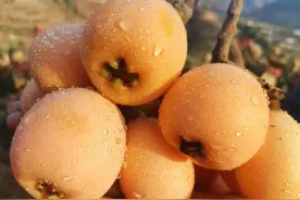 初夏 去资中采一筐甜到不行的枇杷｜成渝之心·内江好耍图片