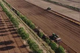 无棣县千余亩芝麻田试种筛选 助推盐碱地改良和高效利用图片