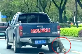广西一狗狗被皮卡车拖行，是“虐狗”还是偷狗？真相来了图片