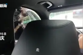 “熊孩子”景区违规投喂惹黑熊扒车窗，网友：自己差点成食物了图片