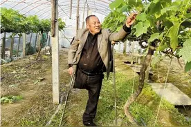 拄着双拐闯出一片天！浙江这位“单腿大叔”与葡萄有故事图片