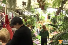 防蚊草等驱蚊植物受追捧，原理是什么？效果如何？图片