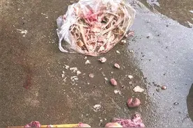 8年老母鸡 肚内发现“宝”图片