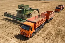 全球市场供不应求之际，俄罗斯小麦收成有望创新高图片