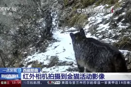 国家一级保护动物金猫的活动影像在这地被捕捉图片