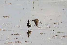 漂亮的金斑鸻来济南了图片