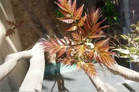 青未了｜母亲的“香椿王”图片