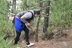 “云菌”不只长在山里，还能生长在天上图片