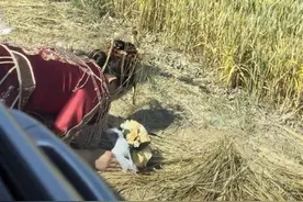 新娘路过父亲坟头下婚车跪拜，亲属：父亲当爹又当妈抚养她图片