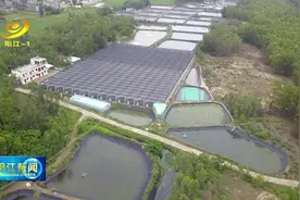 一年六造！阳东绿色养虾效益高图片