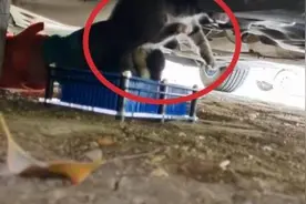 小奶猫头部被卡悬吊车底，别慌，消防正在拆车图片