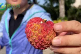 给“荔”的时候到了！海南荔枝来啦，快来感受这股“荔”量图片