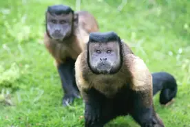 长沙惊现新晋网红！饲养员揭秘：吃着吃着就发腮了...图片