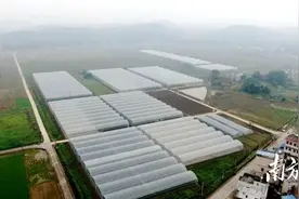 贝贝南瓜喜丰收！禾云蔬菜大棚里种出致富好“钱”景图片