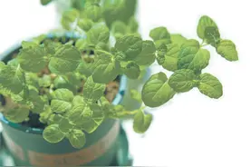 薄荷 夏日离不开的清凉草图片