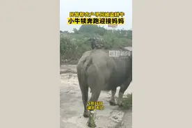 泪目，被偷母牛寻回后，小牛犊奔跑迎接妈妈图片