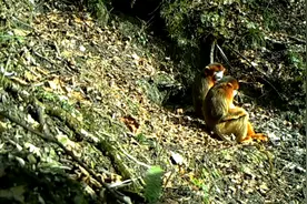 “5·20”当天被川金丝猴“撒狗粮”是啥体验？图片