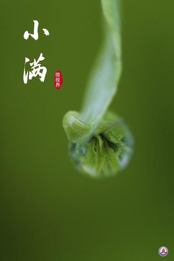 小满图片（小满）