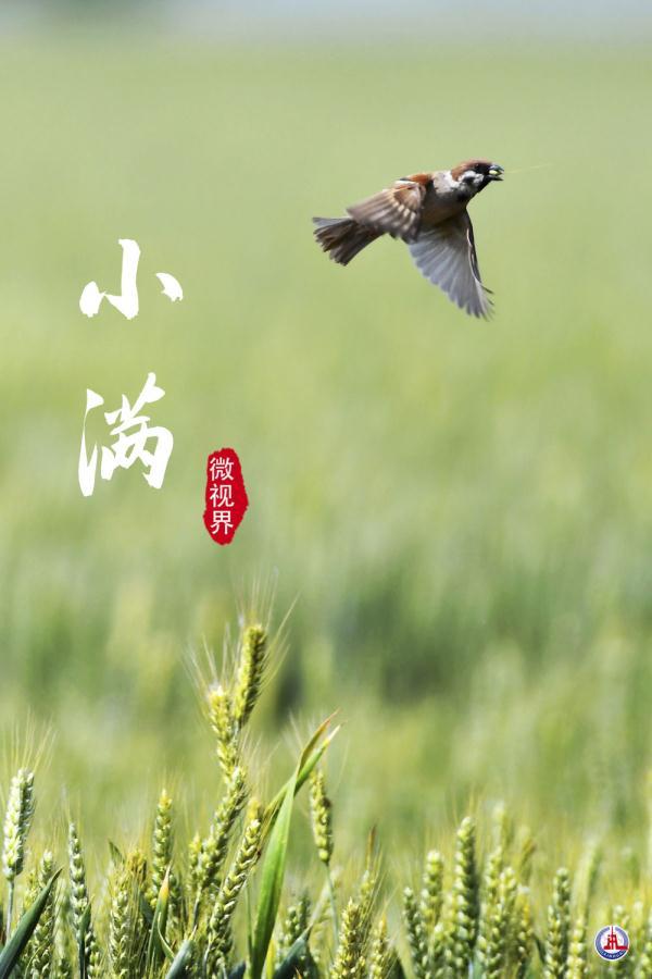 小满，刚刚好的美