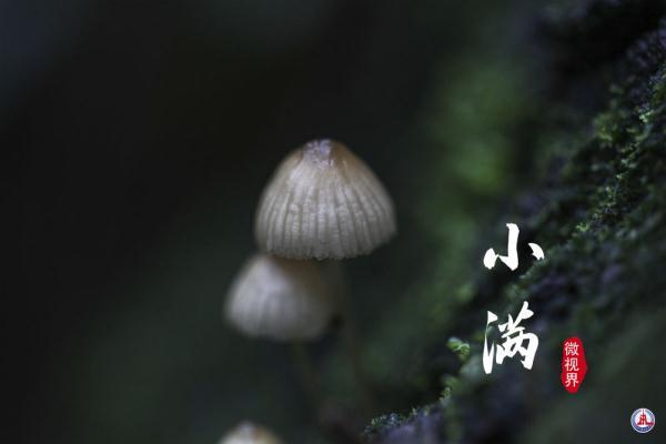 小满，刚刚好的美