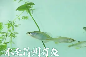 小清河济南段再现中华鳑鲏种群 有历史统计数据以来，时隔60多年再次发现这一鱼种图片