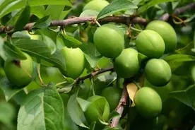 望梅止渴、青梅煮酒……梅子故事多，它还能入药图片