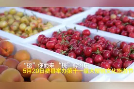 快来吃樱桃！费县第十一届大樱桃文化旅游节开幕啦图片
