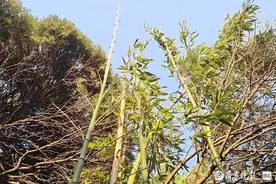 济南趵突泉内罕见大竹笋蹿高，大竹子几天长近十米高图片