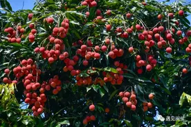 静听闽侯丨家乡的荔枝，牵连着岁月的记忆图片