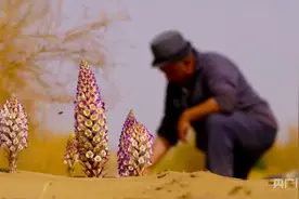 乡村振兴看新疆｜大芸花开 增收还治沙图片