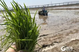 全国五省七地启动！每年5月22日定为海水稻插秧节暨袁隆平院士周年祭图片