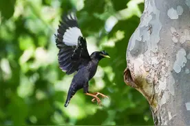 鸟儿育雏季，跟踪拍精彩—八哥鸟图片
