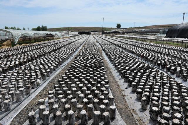 数说龙江好味道｜“天下第一耳”何以享誉全球？