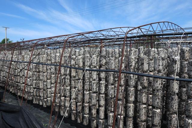 数说龙江好味道｜“天下第一耳”何以享誉全球？