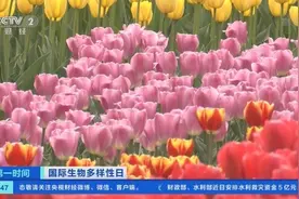 大熊猫野生种群增至1864只！国家林草局：大量珍贵濒危野生动植物种群实现恢复性增长图片