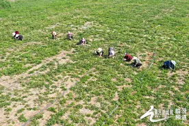 襄汾：蒲公英采割迎丰收图片