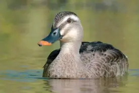 民警救助的一群“小萌鸭”竟是国家二级保护动物图片