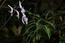 大开眼界！诸暨竟有这么多野生珍稀动植物！尤其是这种花…图片