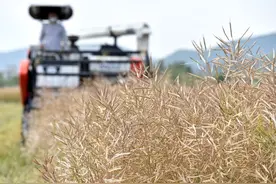 安徽巢湖：油菜喜丰收 机械收割忙图片