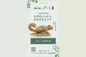 秘境之眼·人类之友 日历丨赤腹松鼠：毛绒绒的大尾巴，储存粮食有计划图片